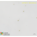 Nannochloris sp.