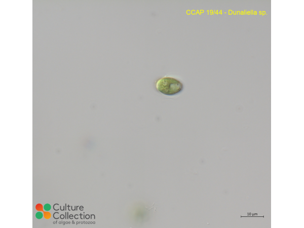 Dunaliella sp.