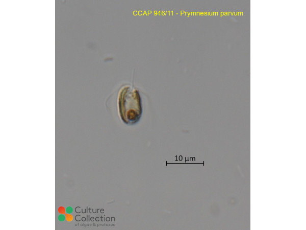 Prymnesium parvum