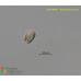 Prymnesium parvum