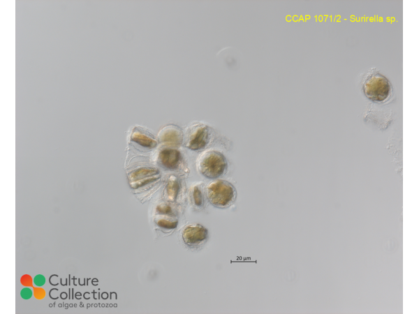 Surirella sp.