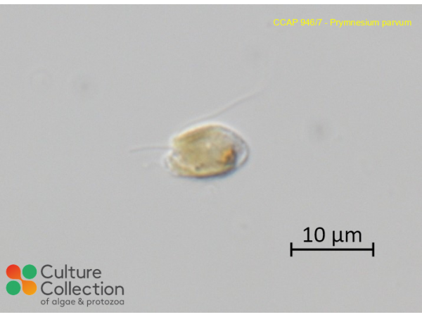 Prymnesium parvum