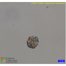 Alexandrium tamarense