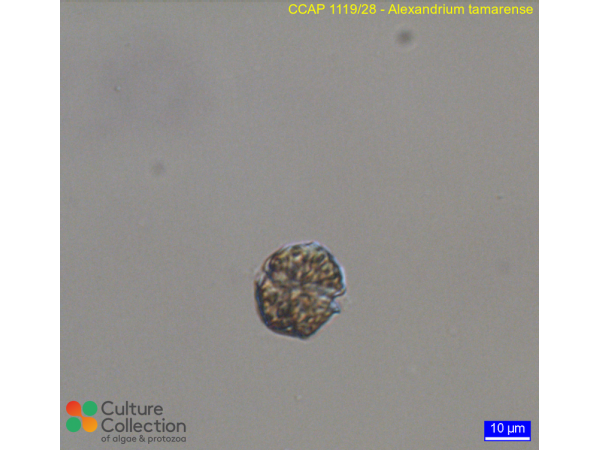 Alexandrium tamarense