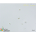 Microcystis sp.