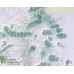 Nostoc punctiforme