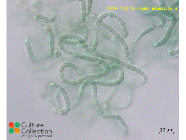 Nostoc ellipsosporum