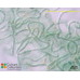 Nostoc ellipsosporum
