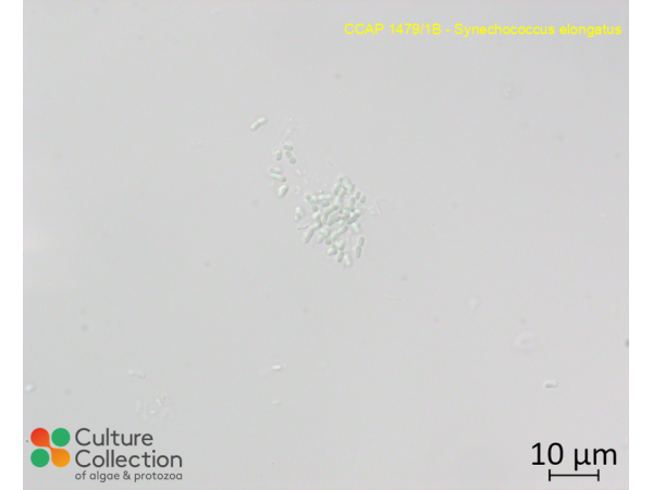 Synechococcus elongatus