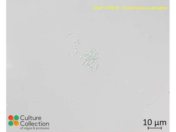 Cyanobium sp.