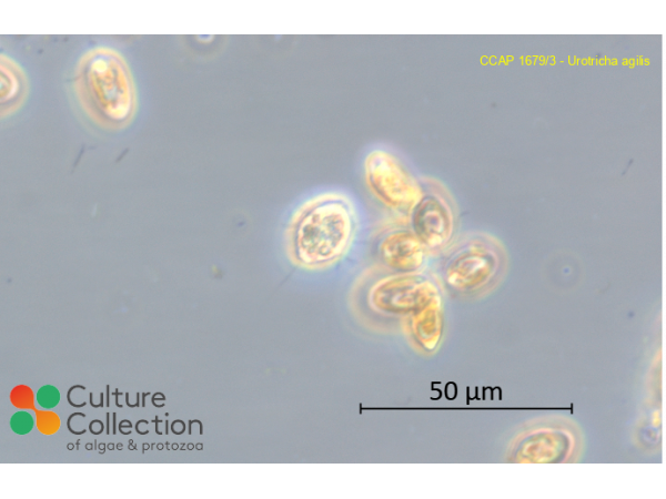 Urotricha agilis