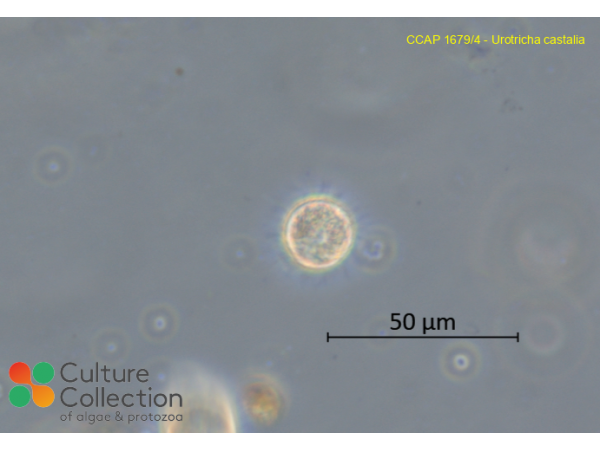 Urotricha castalia