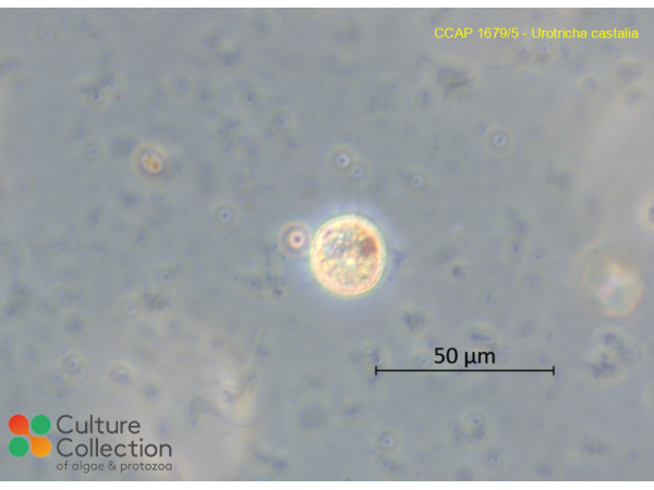 Urotricha castalia