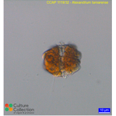 Alexandrium catenella