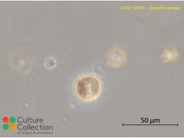 Urotricha castalia
