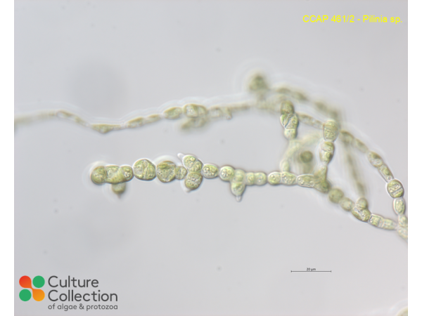 Pilinia sp.