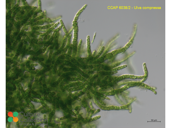 Ulva compressa