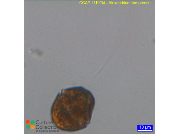 Alexandrium tamarense