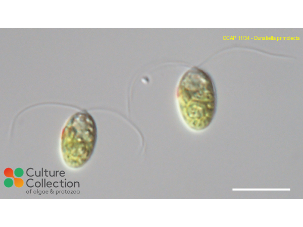 Dunaliella primolecta