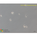 Pseudoparamoeba pagei