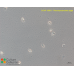Pseudoparamoeba pagei