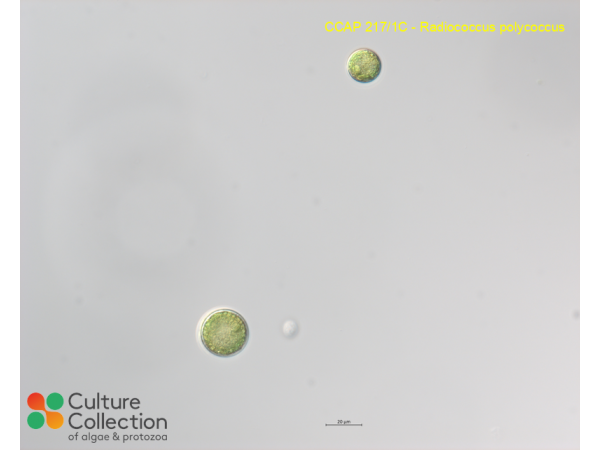 Radiococcus polycoccus