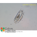 Euplotes vannus