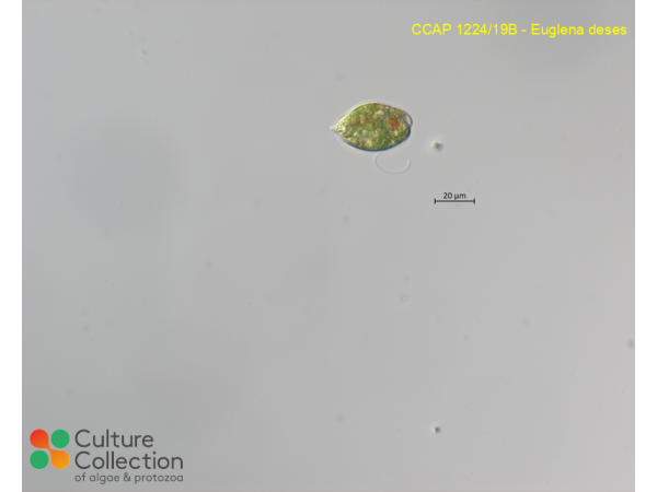 Euglena deses Euglena deses