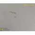 Euglena sp.