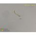 Euglena sp.