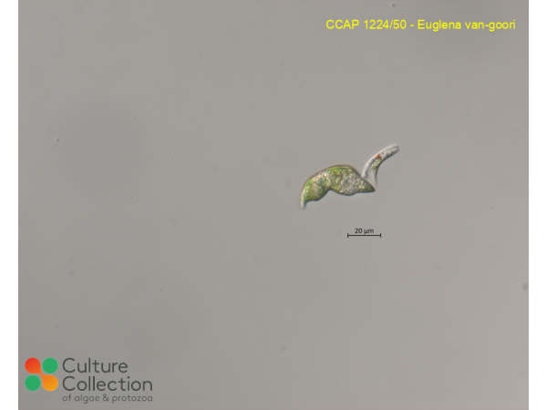 Euglena van-goori