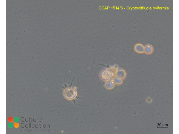 Cryptodifflugia oviformis