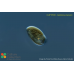 Cryptomonas marssonii