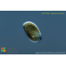 Cryptomonas marssonii