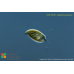Cryptomonas marssonii