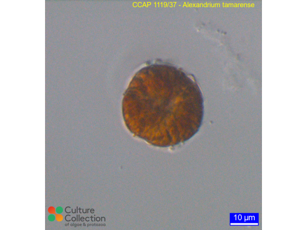 Alexandrium tamarense