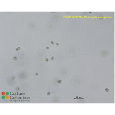 Microcystis aeruginosa