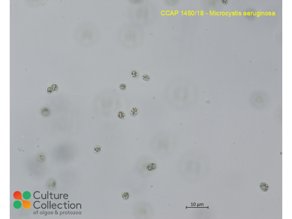 Microcystis aeruginosa