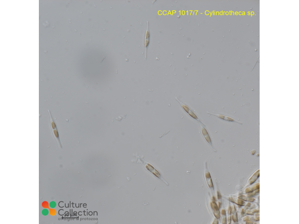 Cylindrotheca sp.