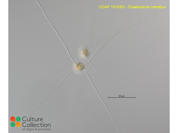 Chaetoceros rostratus