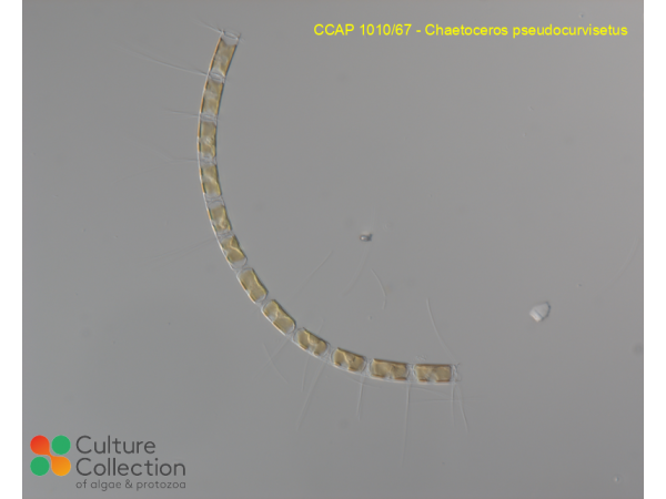Chaetoceros pseudocurvisetus