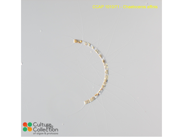 Chaetoceros affinis