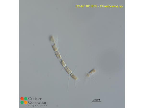 Chaetoceros sp.