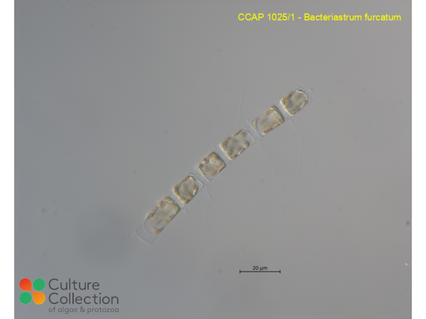 Bacteriastrum furcatum