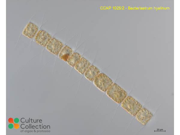 Bacteriastrum hyalinum