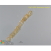 Bacteriastrum hyalinum