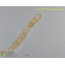 Bacteriastrum hyalinum