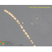 Bacteriastrum jadranum
