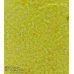 Ulva fenestrata