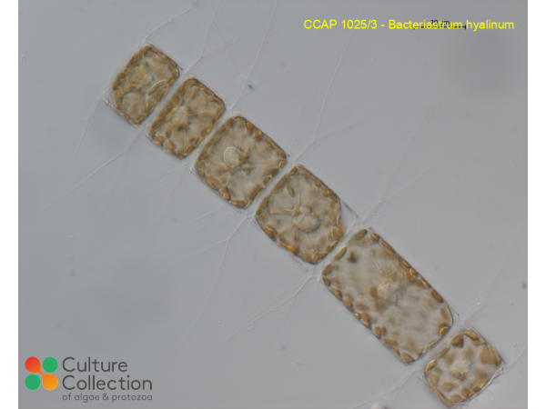 Bacteriastrum hyalinum